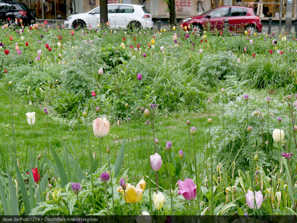 Dieses Foto zeigt eine grüne Wiese mit verschiedenen Blumen in einem städtischen Umfeld. Im Hintergrund sieht man eine Straße mit mehreren geparkten Kraftfahrzeugen.
