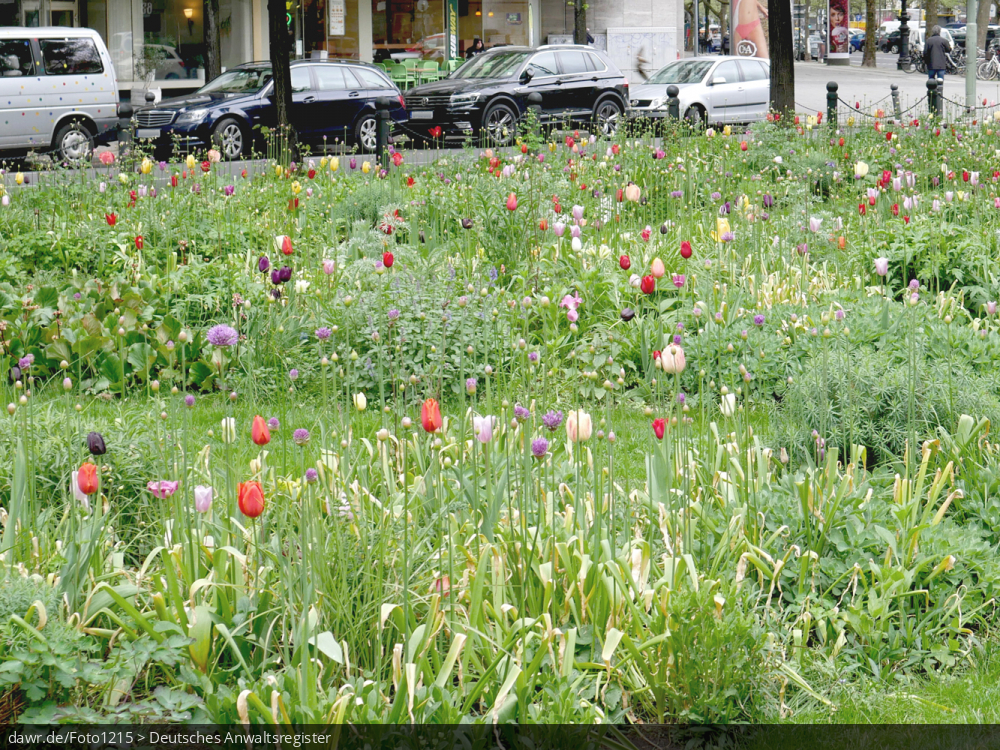 Dieses Foto zeigt eine grüne Wiese mit verschiedenen Blumen in einem städtischen Umfeld. Im Hintergrund sieht man eine Straße mit mehreren geparkten Kraftfahrzeugen.