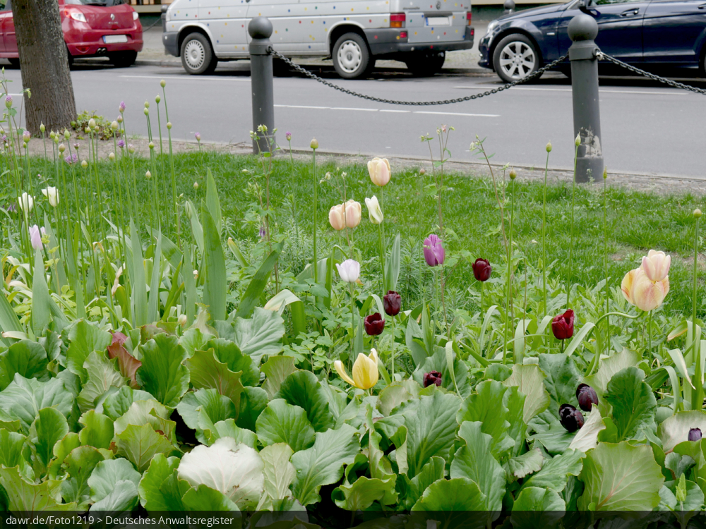 Dieses Foto zeigt eine grüne Wiese mit verschiedenen Blumen in einem städtischen Umfeld. Im Hintergrund sieht man eine Straße mit mehreren geparkten Kraftfahrzeugen.