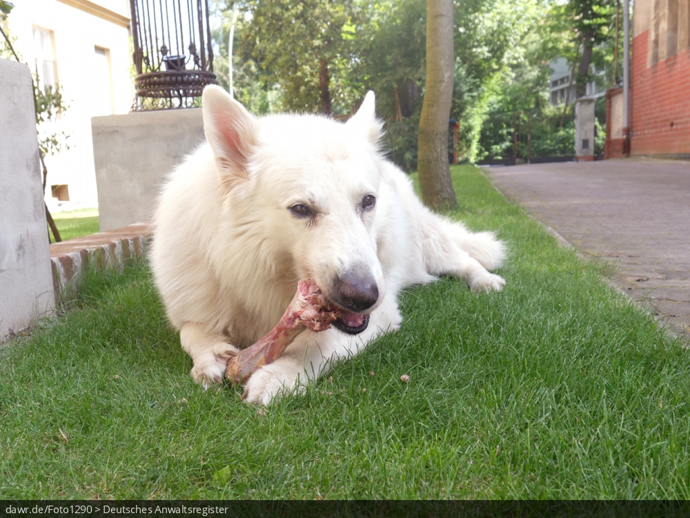 Dieses Foto zeigt einen weißen Schäferhund (genauer Kanadischen Schäferhund) beim Fressen eines Knochens. Dieses Bild eignet sich u.a. gut als symbolische Darstellung für alle Themen rund um den Hund oder das Haustier.
