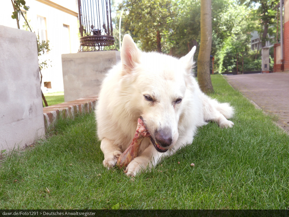 Dieses Foto zeigt einen weißen Schäferhund (genauer Kanadischen Schäferhund) beim Fressen eines Knochens. Dieses Bild eignet sich u.a. gut als symbolische Darstellung für alle Themen rund um den Hund oder das Haustier.