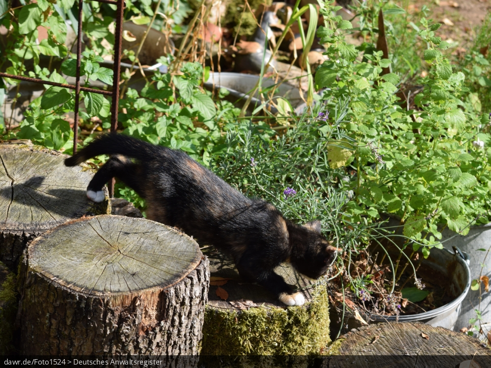 Dieses Foto zeigt ein Kätzchen, welches den Garten eines Hauses erkundet. Es gibt immer wieder rechtliche Fragen im Zusammenhang mit der Haltung von Katzen, für welche dieses Bild eine gute symbolische Darstellung ist.