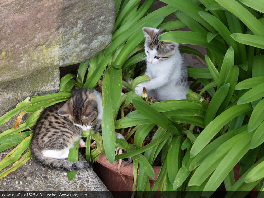 Dieses Foto zeigt zwei Kätzchen, die im Garten eines Hauses spielen. Es gibt immer wieder rechtliche Fragen im Zusammenhang mit der Haltung von Katzen, für welche dieses Bild eine gute symbolische Darstellung ist.
