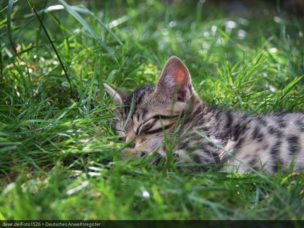 Dieses Foto zeigt ein Kätzchen, welches im hohen Gras eines Gartens schläft. Es gibt immer wieder rechtliche Fragen im Zusammenhang mit der Haltung von Katzen, für welche dieses Bild eine gute symbolische Darstellung ist.