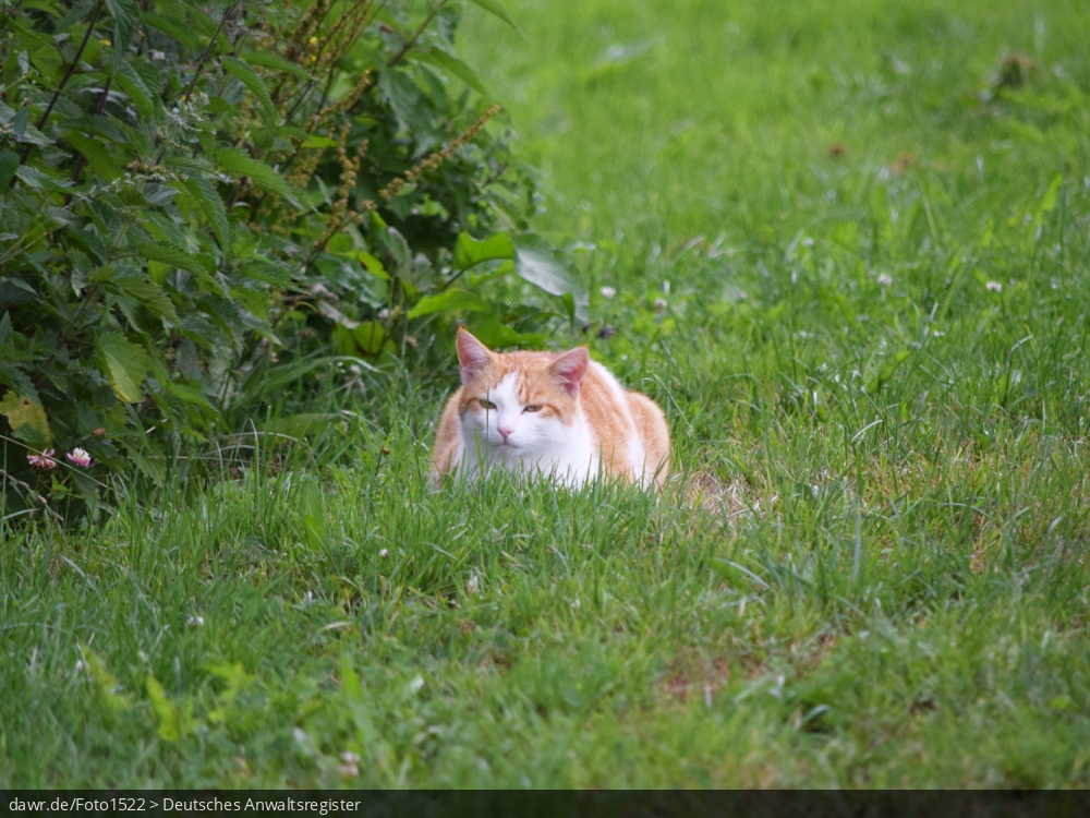 Dieses Foto zeigt eine Katze, die im Gras sitzt und lauert. Es gibt immer wieder rechtliche Fragen im Zusammenhang mit der Haltung von Katzen, für welche dieses Bild eine gute symbolische Darstellung ist.