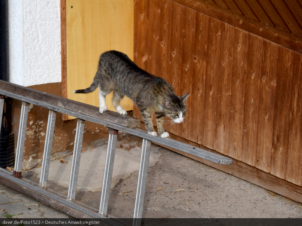 Dieses Foto zeigt eine Katze, welche auf einer Leiter im Hof eines Hauses balanciert. Es gibt immer wieder rechtliche Fragen im Zusammenhang mit der Haltung von Katzen, für welche dieses Bild eine gute symbolische Darstellung ist.