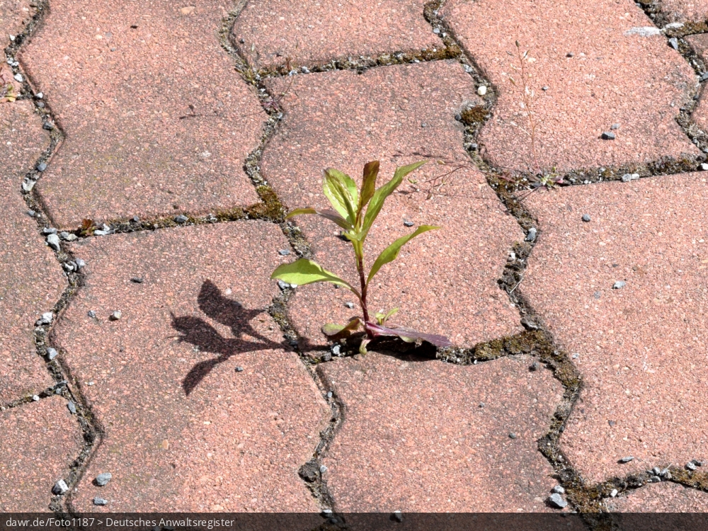 Dieses Foto zeigt ein kleines Pflänzchen, welches zwischen Pflastersteinen wächst. Eine solche Darstellung eignet sich gut als Sinnbild für Konflikte zwischen der Natur und unseren modernen (Groß-)Städten.