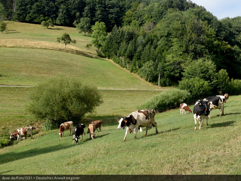 Dieses Foto zeigt Kühe auf einer Weide im Schwarzwald. Für Themen rund um die Viehhaltung wäre dieses Bild eine passende Illustration.