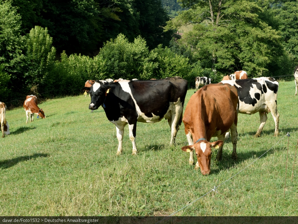 Dieses Foto zeigt Kühe auf einer Weide im Schwarzwald. Für Themen rund um die Viehhaltung wäre dieses Bild eine passende Illustration.
