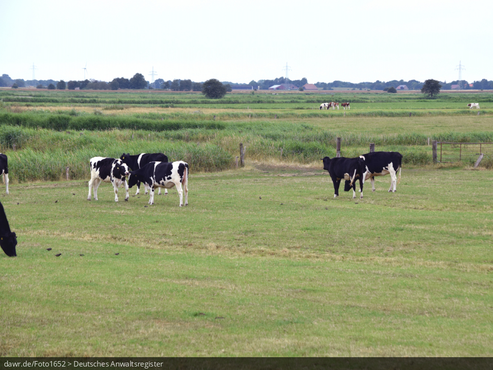 Dieses Foto zeigt Kühe auf einer Weide in Ostfriesland. Für Themen rund um die Viehhaltung wäre dieses Bild eine passende Illustration.