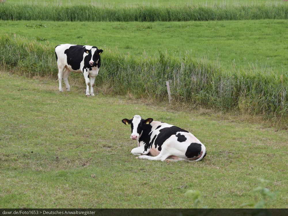 Dieses Foto zeigt Kühe auf einer Weide in Ostfriesland. Für Themen rund um die Viehhaltung wäre dieses Bild eine passende Illustration.