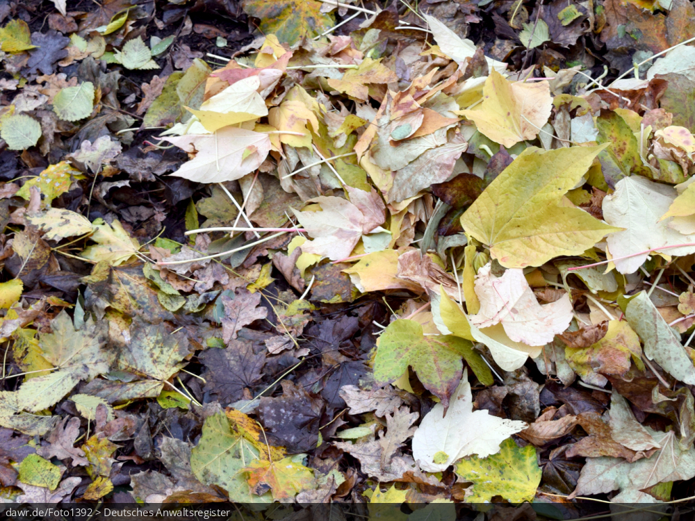 Dieses Foto zeigt eine Großaufnahme von laubbedecktem Boden, wie typischerweise im Herbst zu finden ist.