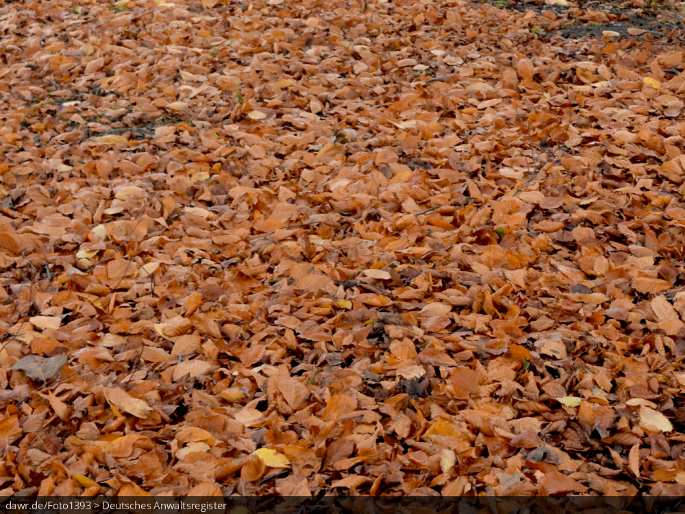 Dieses Foto zeigt eine Großaufnahme von laubbedecktem Boden, wie typischerweise im Herbst zu finden ist.