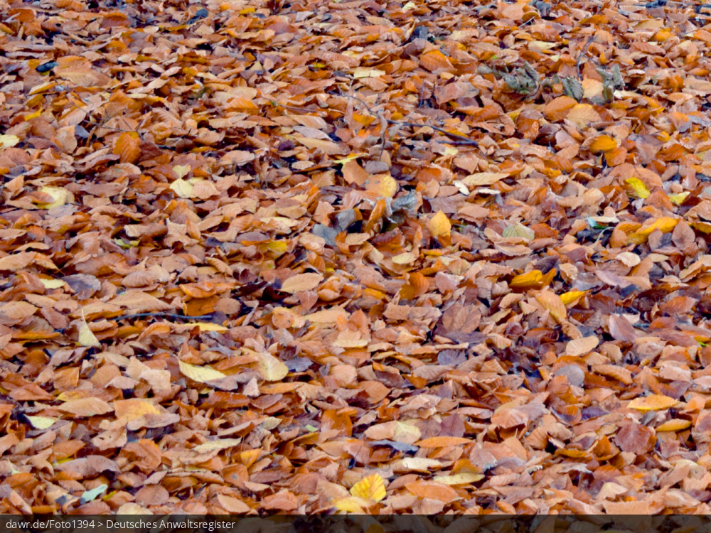 Dieses Foto zeigt eine Großaufnahme von laubbedecktem Boden, wie typischerweise im Herbst zu finden ist.