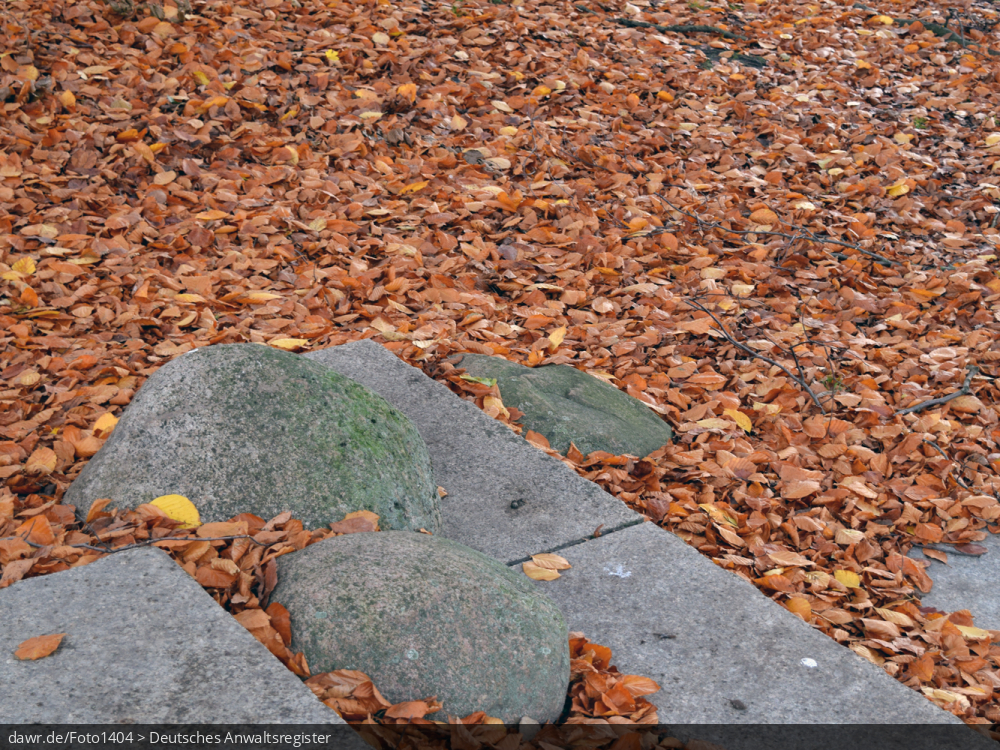Dieses Foto zeigt Laub in einem Park und eignet sich gut als symbolische Darstellung der Jahreszeit Herbst.