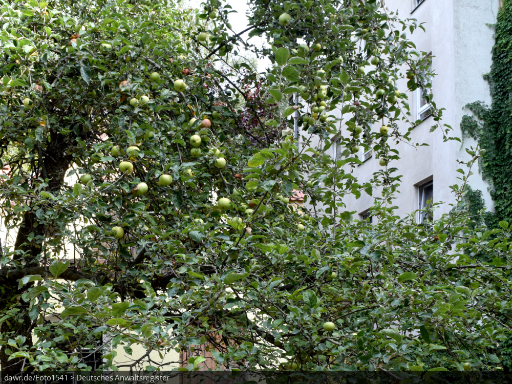 Dieses Foto zeigt einen Apfelbaum. Obstbäume können auch Gegenstand von Nachbarschaftsstreitigkeiten sein. Egal ob herabfallendes Obst oder das Pflücken von Früchten vom Baum des Nachbarn, wenn Äste über den Zaun ragen - der Möglichkiten sich zu streiten gibt es viele. In diesem Zusammen ist dieses Bild eine passende Illustration für alle Fragen im Zusammenhang mit solchen Nachbarschaftsstreitigkeiten. Dieses Foto zeigt einen Apfelbaum. Obstbäume können auch Gegenstand von Nachbarschaftsstreitigkeiten sein. Egal ob herabfallendes Obst oder das Pflücken von Früchten vom Baum des Nachbarn, wenn Äste über den Zaun ragen - der Möglichkiten sich zu streiten gibt es viele. In diesem Zusammen ist dieses Bild eine passende Illustration für alle Fragen im Zusammenhang mit solchen Nachbarschaftsstreitigkeiten.