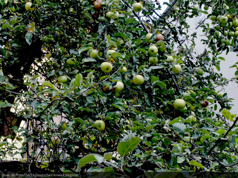 Dieses Foto zeigt einen Apfelbaum. Obstbäume können auch Gegenstand von Nachbarschaftsstreitigkeiten sein. Egal ob herabfallendes Obst oder das Pflücken von Früchten vom Baum des Nachbarn, wenn Äste über den Zaun ragen - der Möglichkiten sich zu streiten gibt es viele. In diesem Zusammen ist dieses Bild eine passende Illustration für alle Fragen im Zusammenhang mit solchen Nachbarschaftsstreitigkeiten. Dieses Foto zeigt einen Apfelbaum. Obstbäume können auch Gegenstand von Nachbarschaftsstreitigkeiten sein. Egal ob herabfallendes Obst oder das Pflücken von Früchten vom Baum des Nachbarn, wenn Äste über den Zaun ragen - der Möglichkiten sich zu streiten gibt es viele. In diesem Zusammen ist dieses Bild eine passende Illustration für alle Fragen im Zusammenhang mit solchen Nachbarschaftsstreitigkeiten.