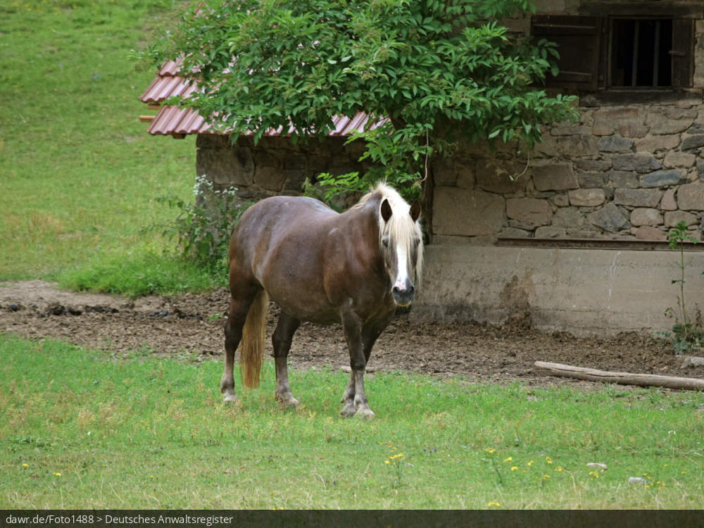 Dieses Foto zeigt ein Pferd auf der Koppel eines Bauernhofes. Im rechtlichen Kontext eignet sich dieses Bild gut als symbolische Darstellung für Themen, wie Pferdezucht oder Pferdehaltung.