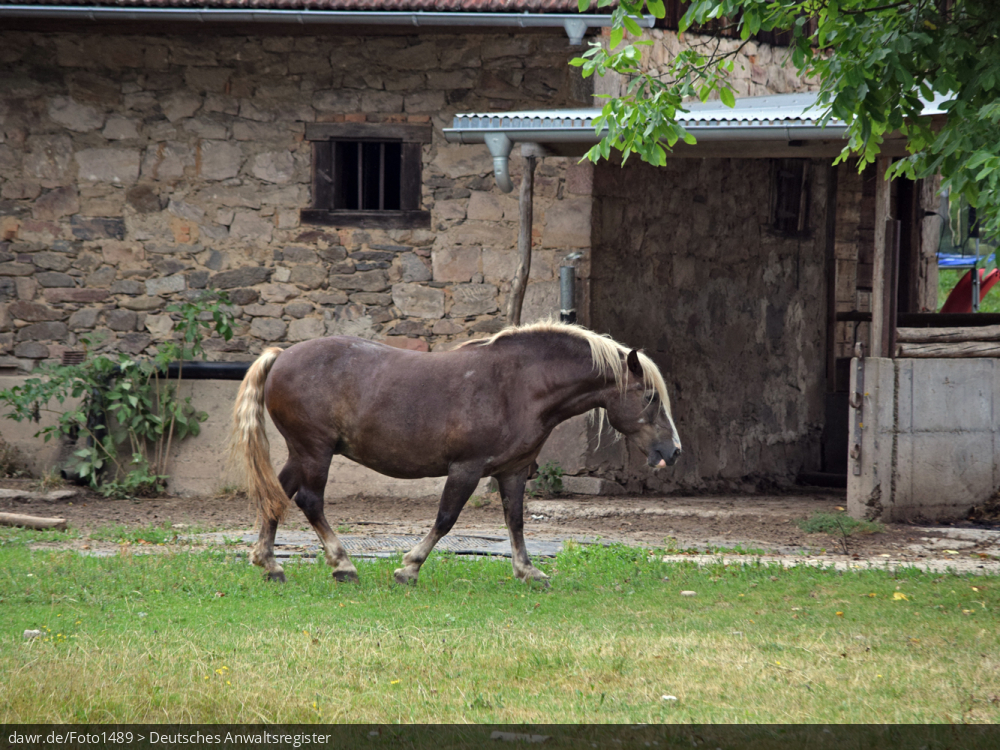 Dieses Foto zeigt ein Pferd auf der Koppel eines Bauernhofes. Im rechtlichen Kontext eignet sich dieses Bild gut als symbolische Darstellung für Themen, wie Pferdezucht oder Pferdehaltung.