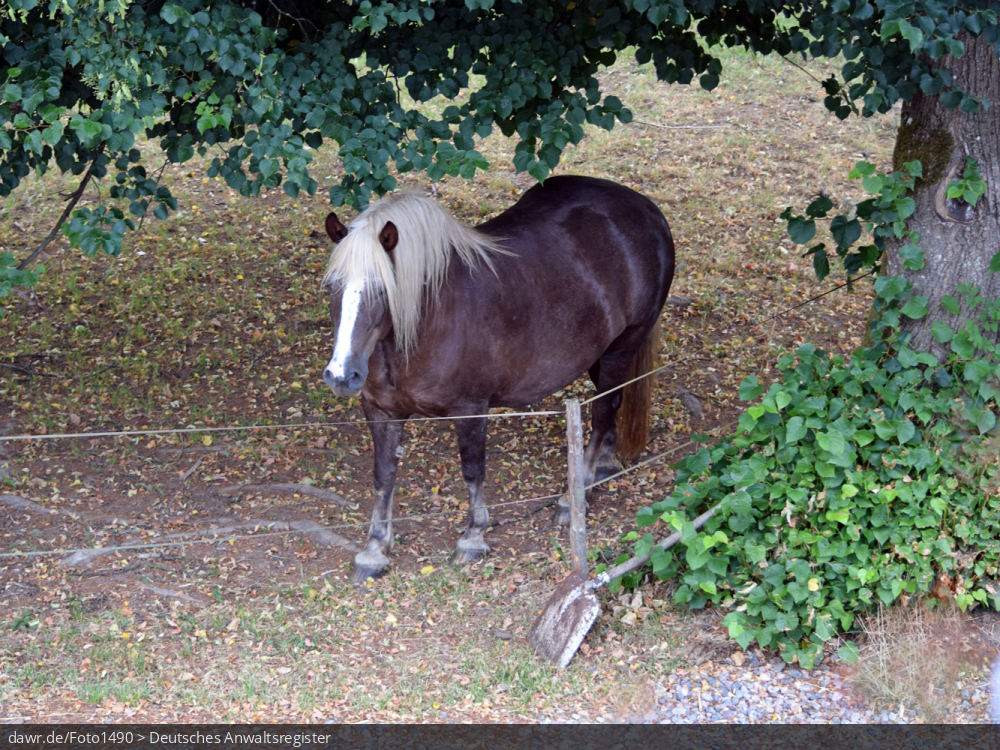 Dieses Foto zeigt ein Pferd auf einer Koppel direkt unter Bäumen. Im rechtlichen Kontext eignet sich dieses Bild gut als symbolische Darstellung für Themen, wie Pferdezucht oder Pferdehaltung.