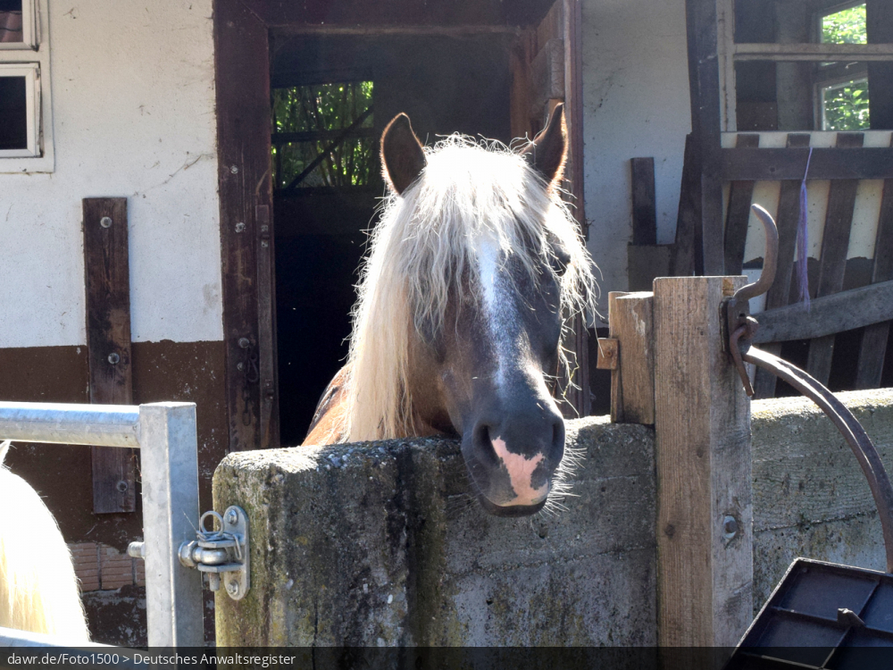 Dieses Foto zeigt ein Pferd vor einem kleinen Stahl auf einem Bauernhof. Im rechtlichen Kontext eignet sich dieses Bild gut als symbolische Darstellung für Themen, wie Pferdezucht oder Pferdehaltung.