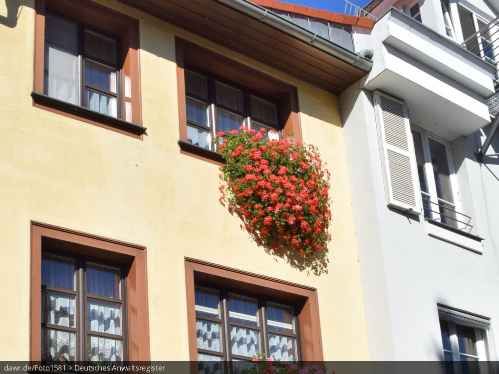 Dieses Foto zeigt einen üppige Pflanze, die von einem Fensterbrett an einer Fassade herabhängt. Solche Bepflanzung können nicht nur Schäden an der Häuserfassade anrichten, sondern auf zu Nachbarschaftsstreitigkeiten führen, wenn die Pflanze in den Bereich des darunterliegenden Fensters hineinwächst. Wegen der Absturzgefahr, kann auch eine Gefährung für Passanten vorliegen.
