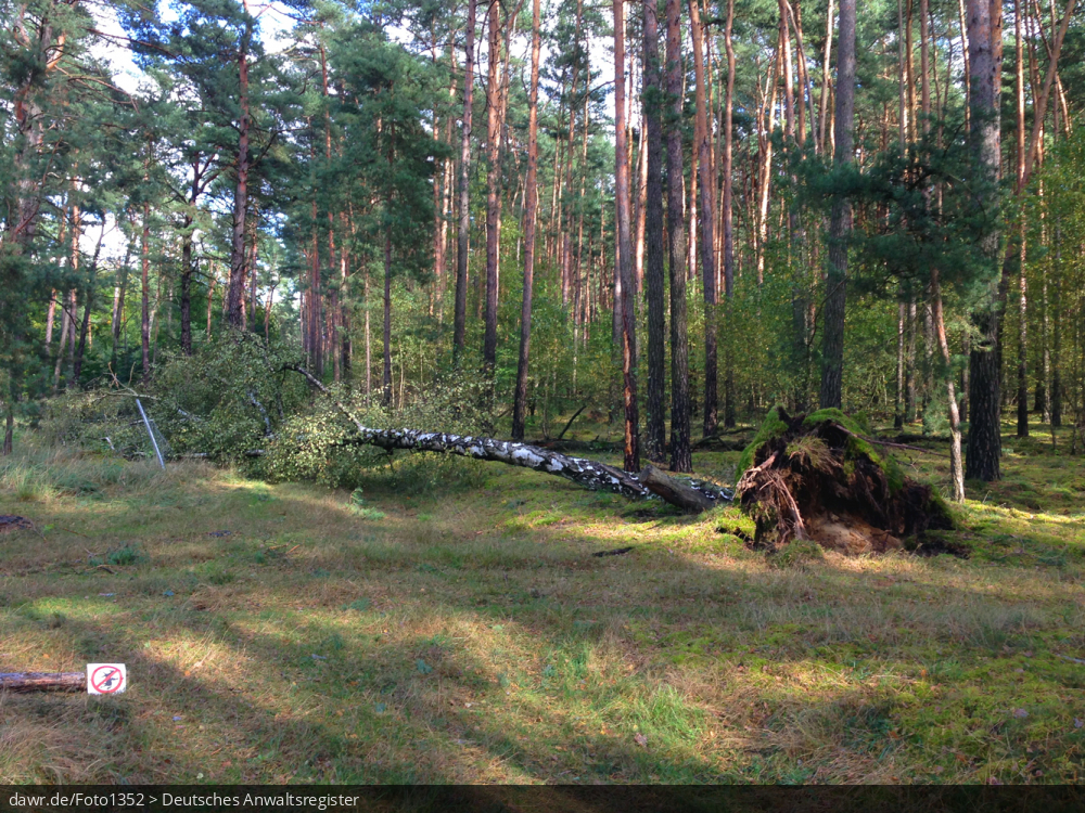 Dieses Foto zeigt einen umgeknickten Baum, als Folge eines schweren Sturms. Dieses Bild ist gut als symbolische Darstellung für die Themen Unwetter, Sturm und Sturmschäden geeignet.
