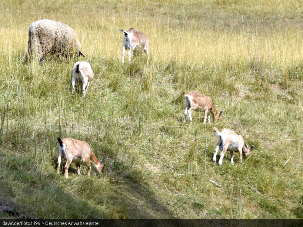 Dieses Foto zeigt eine Herde von Schafen und kleinen Ziegen. Im rechtlichen Kontext eignet sich dieses Bild gut als Darstellung in Zusammenhang mit dem Thema Naturschutz oder auch als symbolische Darstellung im Zusammenhang mit allen Themen rund um die Schaf- oder Ziegenhaltung.