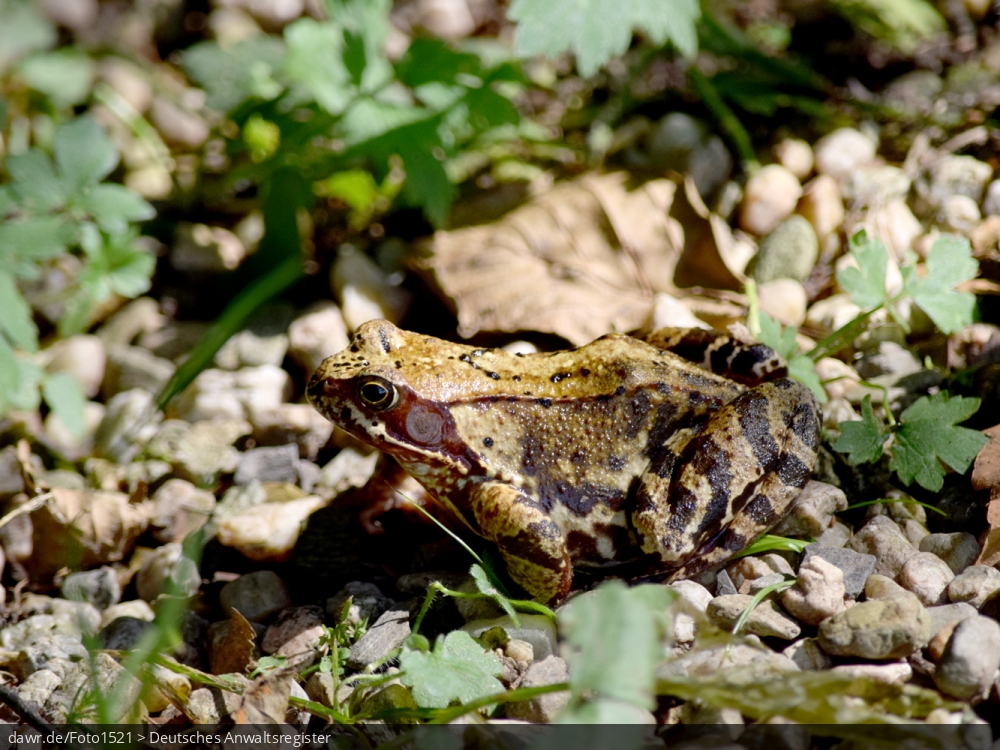 Dieses Foto zeigt einen (Teich)Frosch im Laub am Rande einer Wiese. Dieses Bild gut als symbolische Darstellung in Zusammenhang mit dem Thema Naturschutz geeignet.