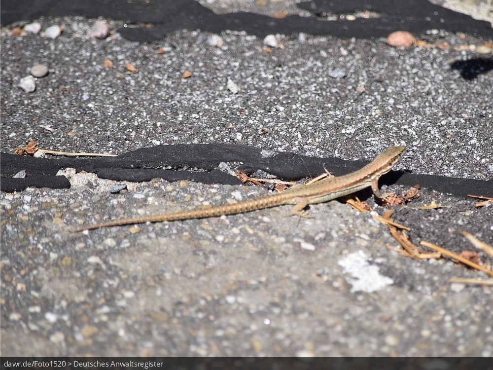 Dieses Foto zeigt eine Zauneidechse, die den warmen Asphalt zum Aufwärmen nutzt. Dieses Bild gut als symbolische Darstellung in Zusammenhang mit dem Thema Naturschutz geeignet.